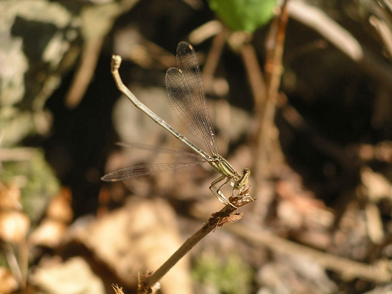 Platycnemis pennipes